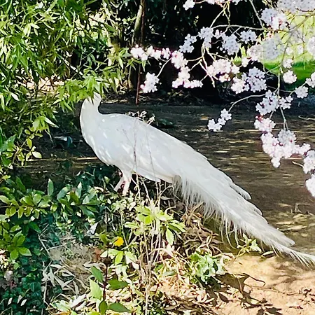 Apartamento Grand Bidallon