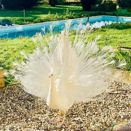 Grand Bidallon Appartamento