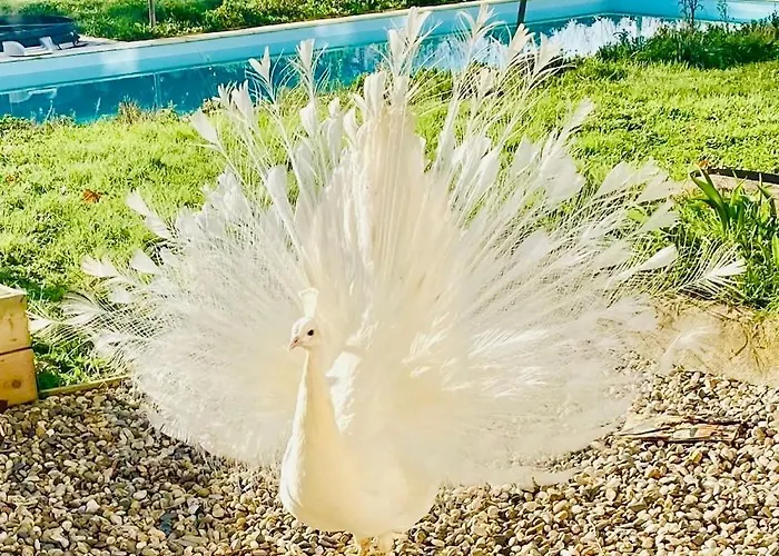 Grand Bidallon Appartement